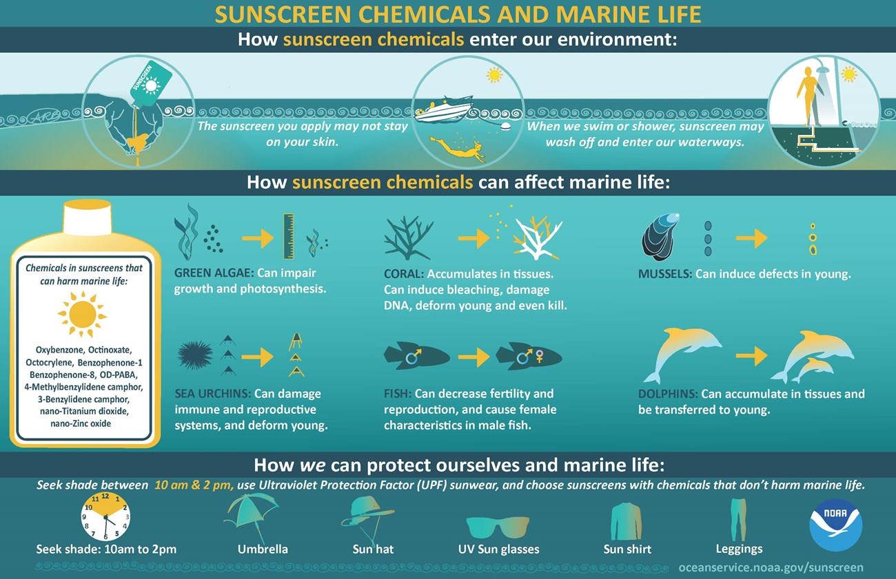 Infographic showing how sunscreen chemicals enter and our environment and how we can protect ourselves and marine life. Full alt text in drop down below image.
