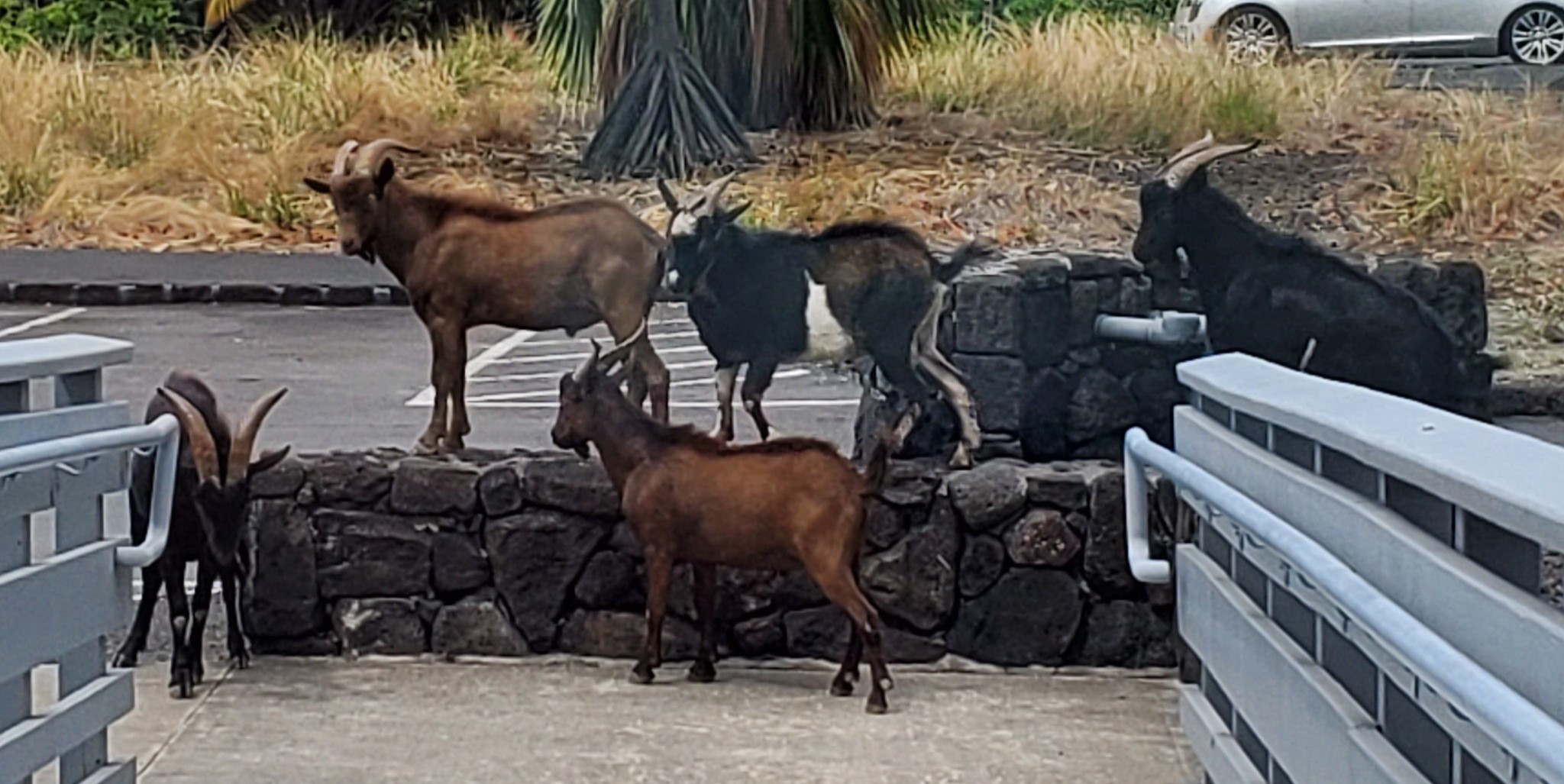 Feral Goats Five feral goats stand on and next to a rock wall in the parking lot of Puʻuhonua o Hōnaunau NHP
