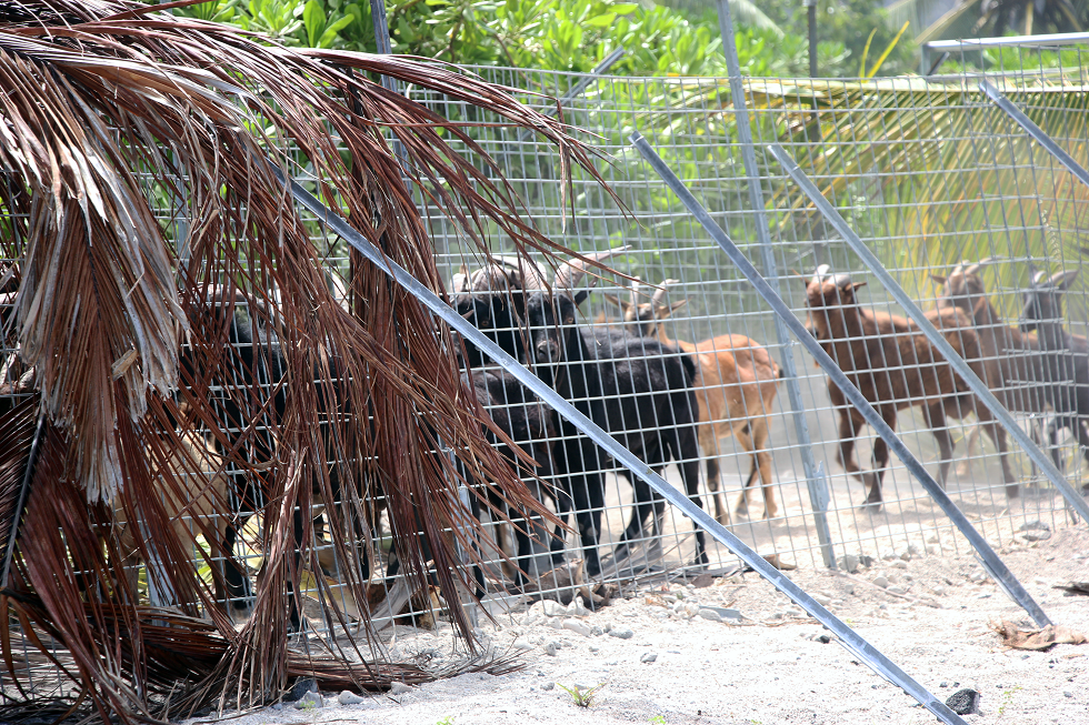 Goats stand in a fenced area with brown palm fronds over top for shade.