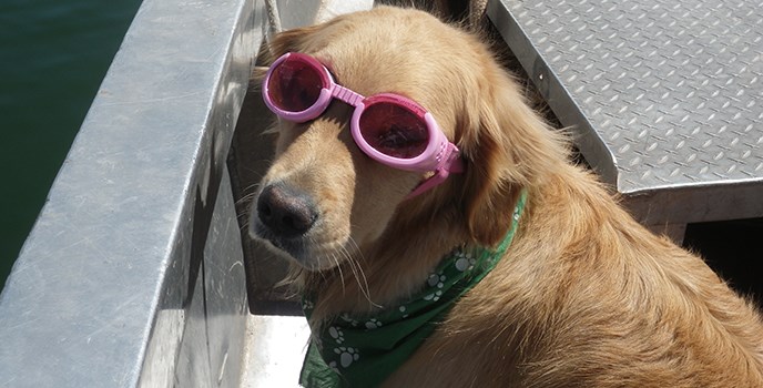 rabr pets cover pic