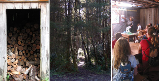wood pile - trail into HHOS - Geology I in the lodge