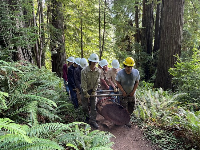 Eight young adults with hard hats use tools to carry a log on a forest trail.