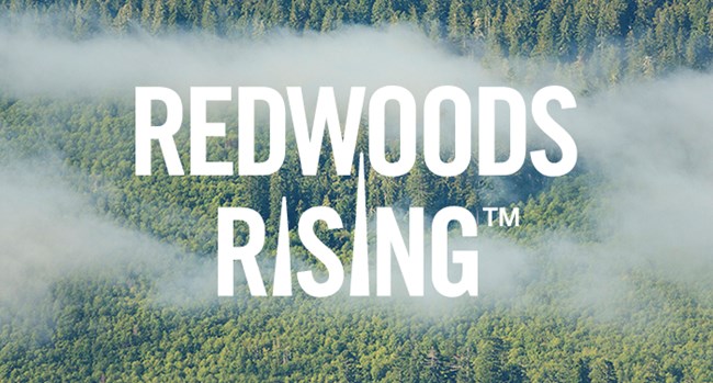 Redwood Rising logo and foggy redwood trees