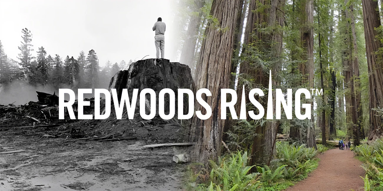 Redwoods Rising with logo 2 A before and after photo of a deforested area.