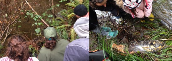 Stream studies at Prairie Creek, including a salmon carcass