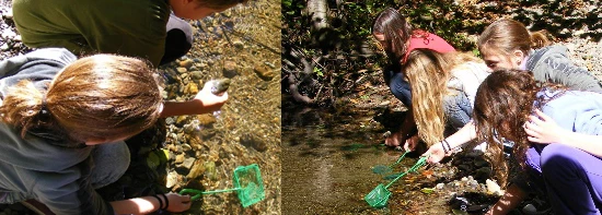 Prairie Creek Dip Nets Students using dip nets in Prairie Creek