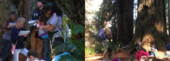 Students learn from rangers in an old-growth redwood forest near Wolf Creek Education Center