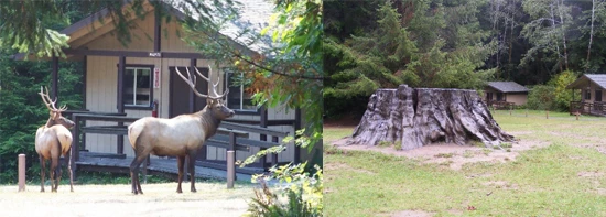 WCEC meadow and cabin Cabin at WCEC with elk and meadow with redwood stump