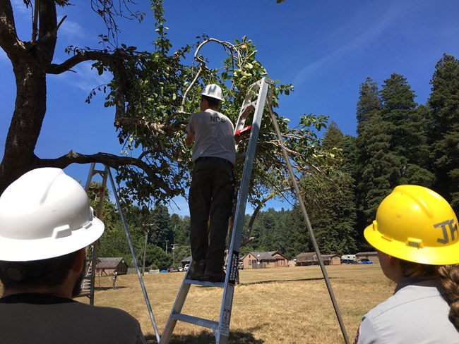 People in hard hats watch an instructor on a fruit ladder.