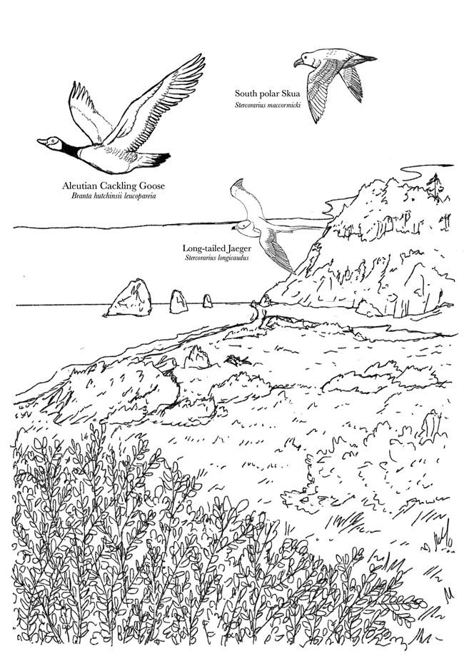A black and white coloring page of 3 migratory bird species flying above the beach.