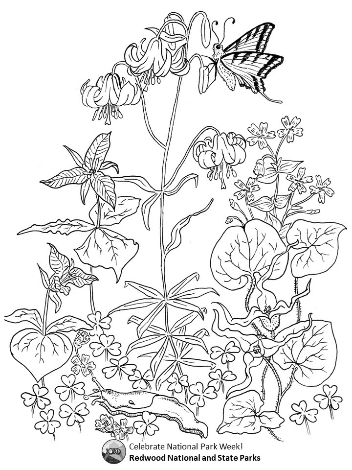 A black and white coloring sheet of the forest floor. Western trillium, tiger lily, and sorrel are in bloom. A butterfly and a banana slug enjoy the scene. Text reads: Celebrate National Park Week, Redwood National and State Parks