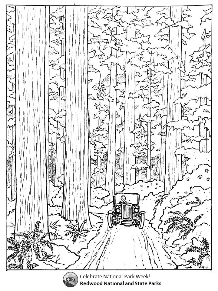A black and white coloring page of a Model-T on a gravel road in an old-growth redwood forest. The blooming  trillium among ferns indicate spring is here. Text reads: Celebrate National Park Week, Redwood National and State Parks