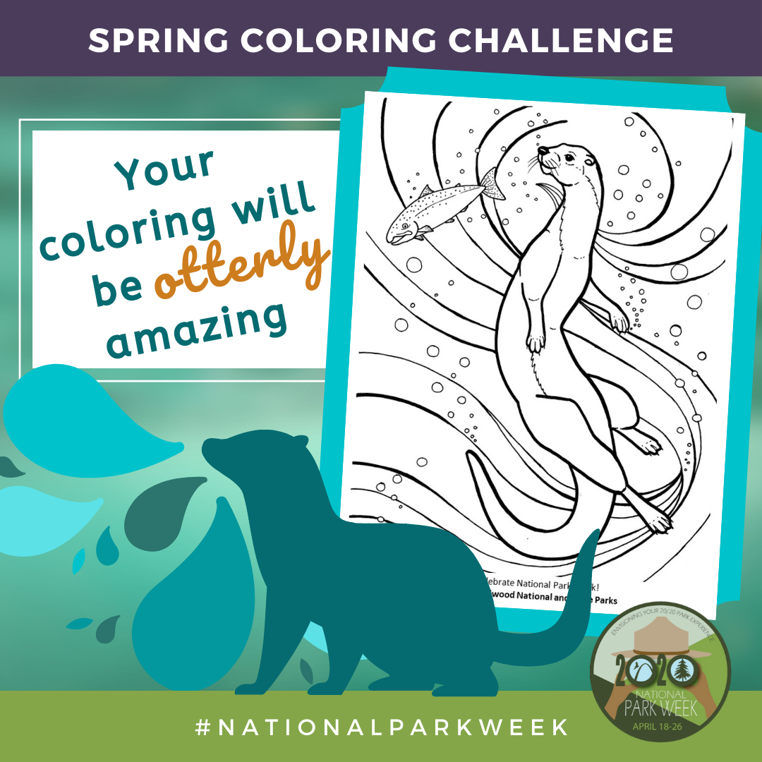 An announcement with blue and green color scheme and a line art coloring page of a river otter swimming with salmon. Text reads: "Spring Coloring Challenge, Your art will be "otterly" amazing, National Park Week"