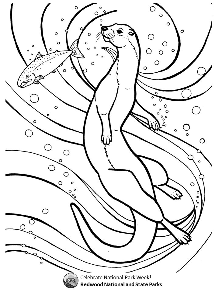 A line art coloring page of a river otter swimming with salmon. Text reads: "Celebrate National Park Week! Redwood National and State Parks"
