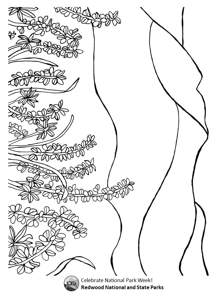 A black and white coloring page showing lupine blooming with ridgelines from the Bald Hills in the distance. Caption reads "Celebrate National Park Week: Redwood National and State Parks"