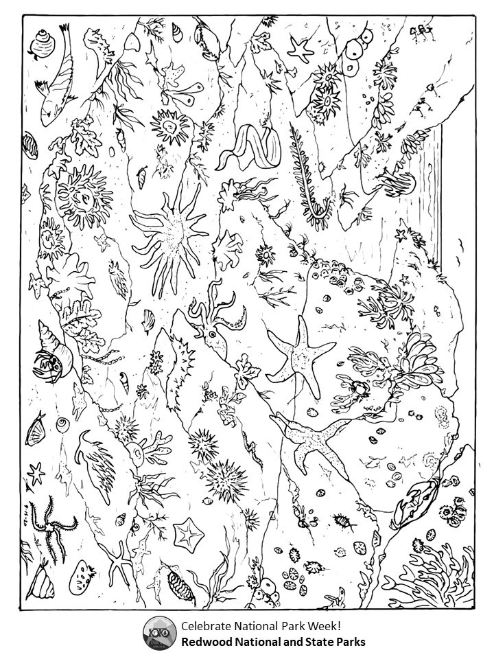 Black and white coloring page featuring a coastal tidepool ecosystem with many living things, including anemones, sea stars, crabs, fish, sea grass, and kelp. Text reads. Celebrate National Park Week: Redwood National and State Parks