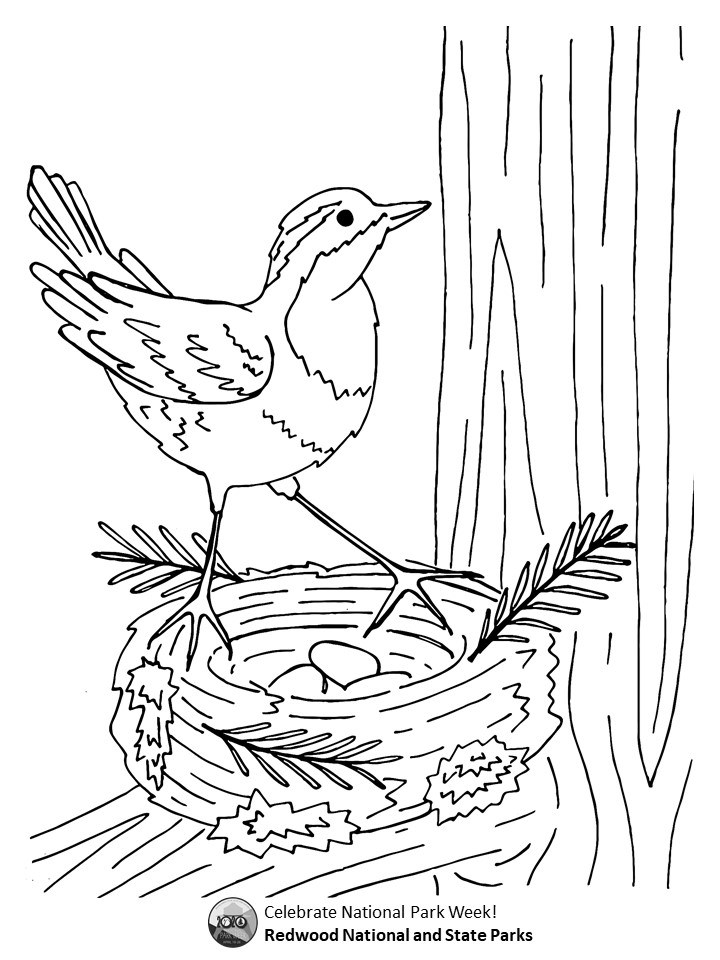 A black and white coloring page with a varied thrush straddling its nest on a tree branch. There are three eggs in the nest.