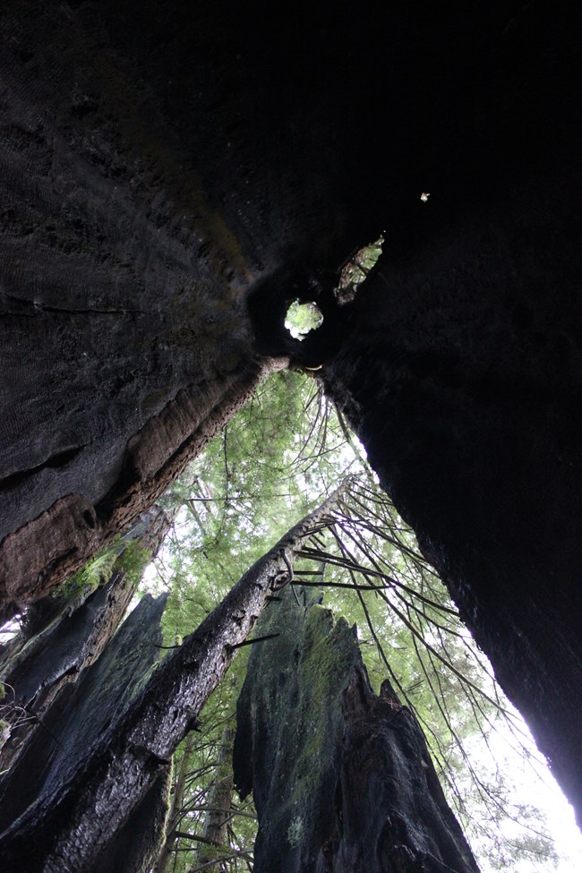 View inside a fire scarred redwood tree.