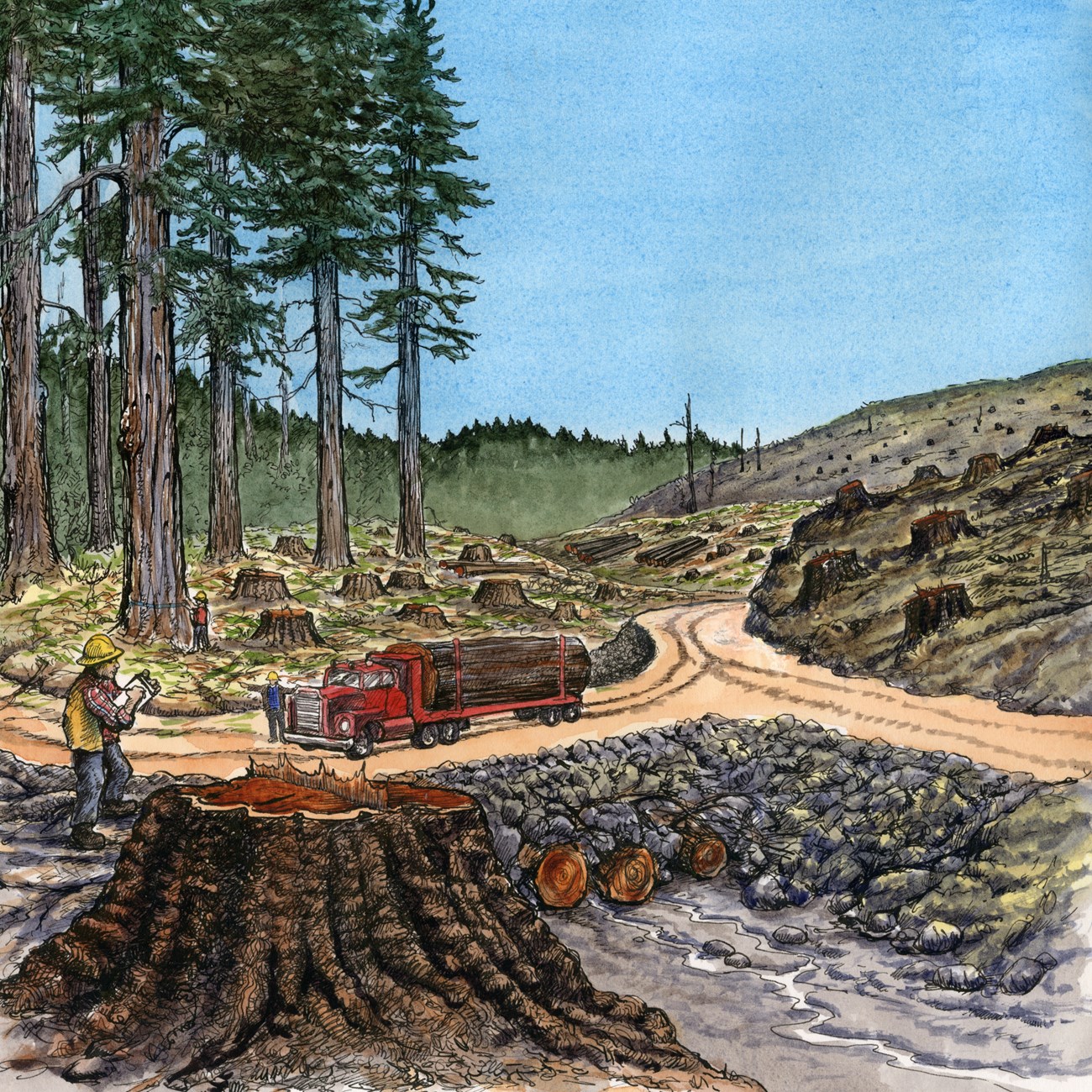 illustration of redwoods after being logged