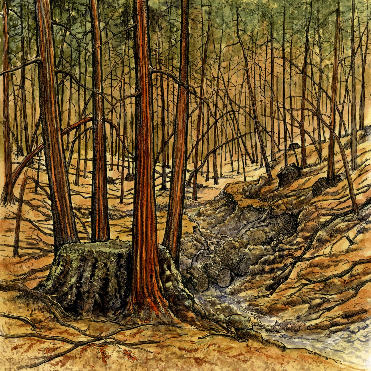 illustration of crowded, skinny trees