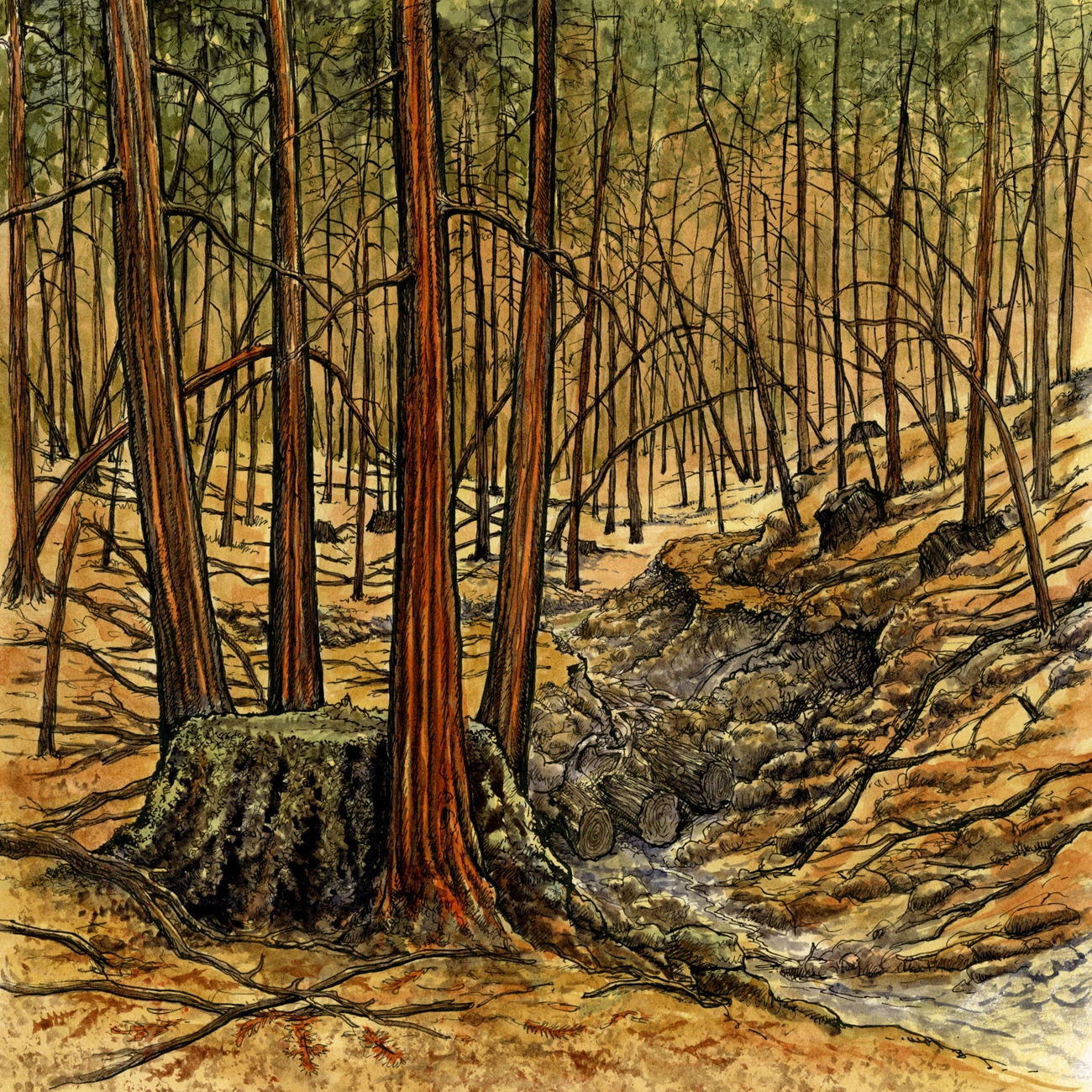 illustration of crowded, skinny trees