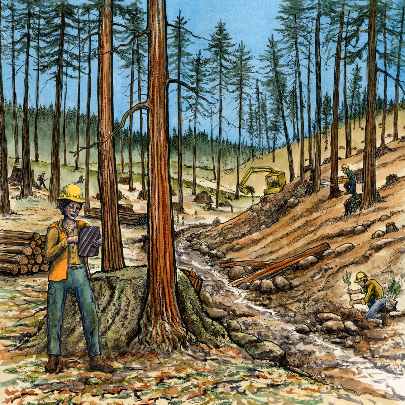 illustration of a habitat being restored