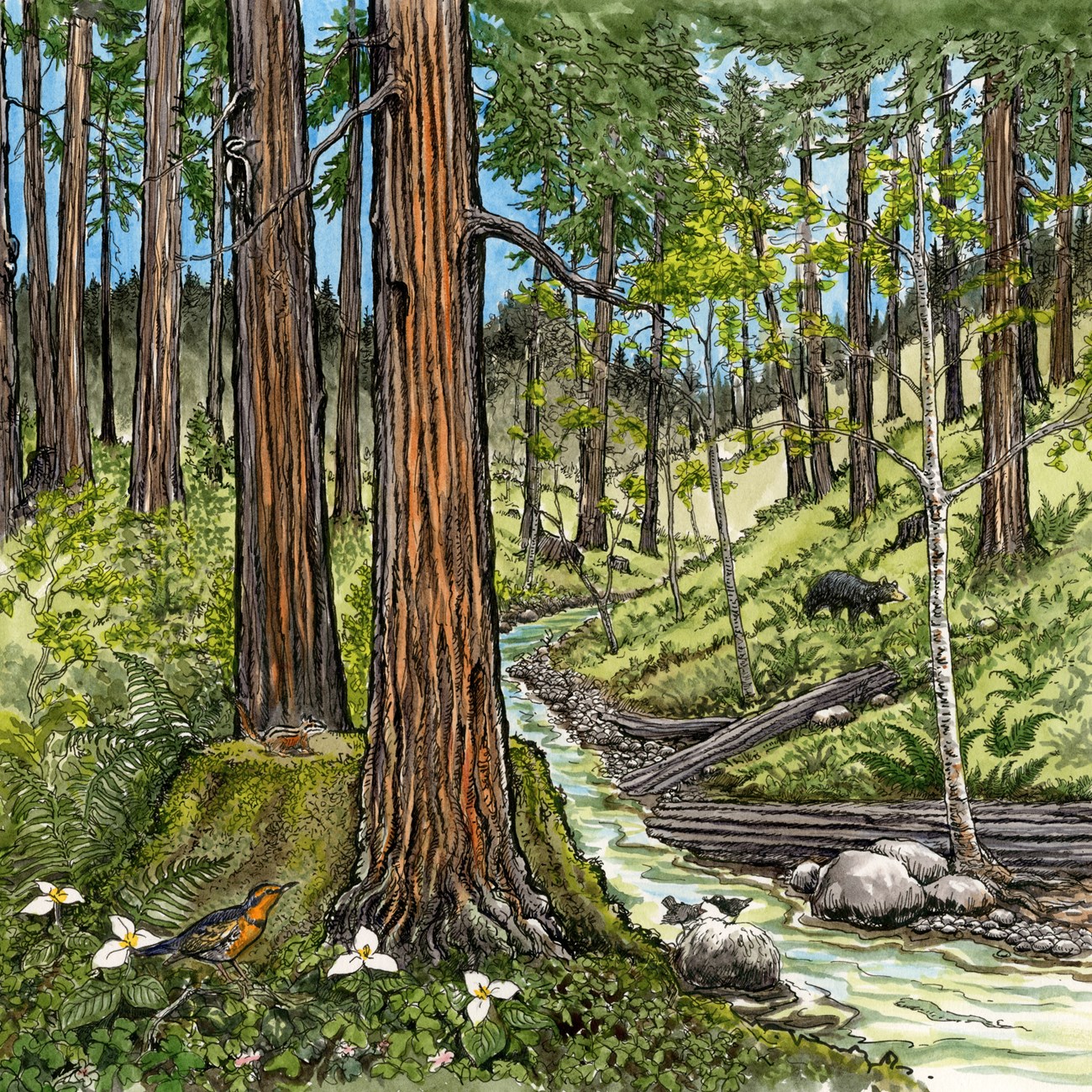 illustration of trees and a river