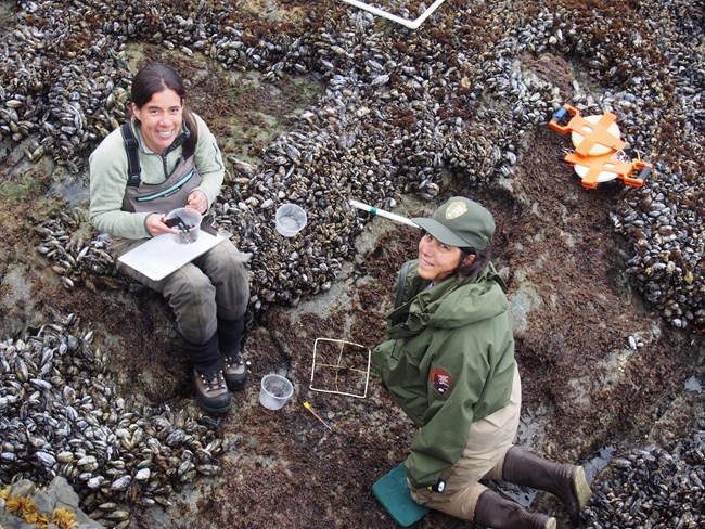 Researchers study tide-pool life.