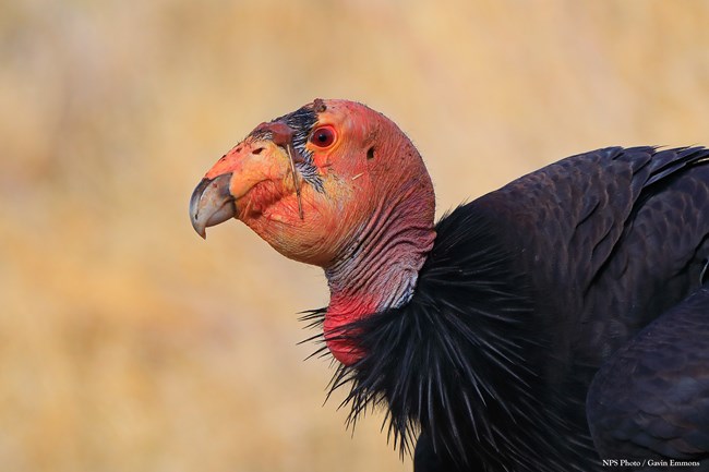 a condor with a pink/red head and black body on brown grass