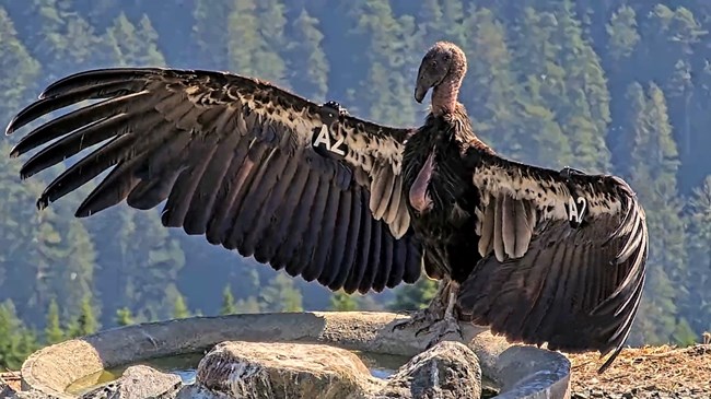 A condor with wing tag # spreads it wings. Redwood trees are in the background.