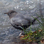 American-Dipper standing next to water.