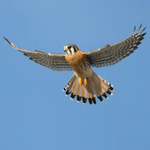 American Kestrel flying.