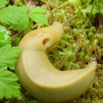 banana slug millipede redwood