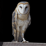 Barn Owl sitting on fence post.