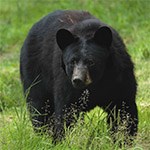 Black Bear Black Bear