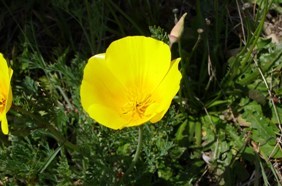 California poppy, yellow flower.