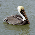 California Brown Pelican floating on water.
