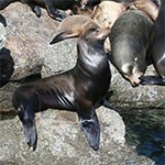 California Sea Lions on rocks.