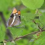 California-Sister butterfly next to a branch.