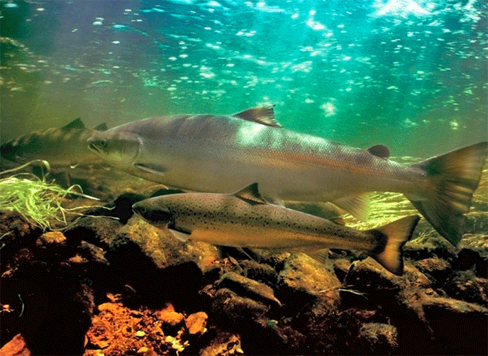 Two Coho Salmon swimming underwater. Two Coho Salmon swimming underwater.