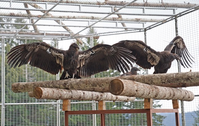 Two California condors open their wings inside a release pen.