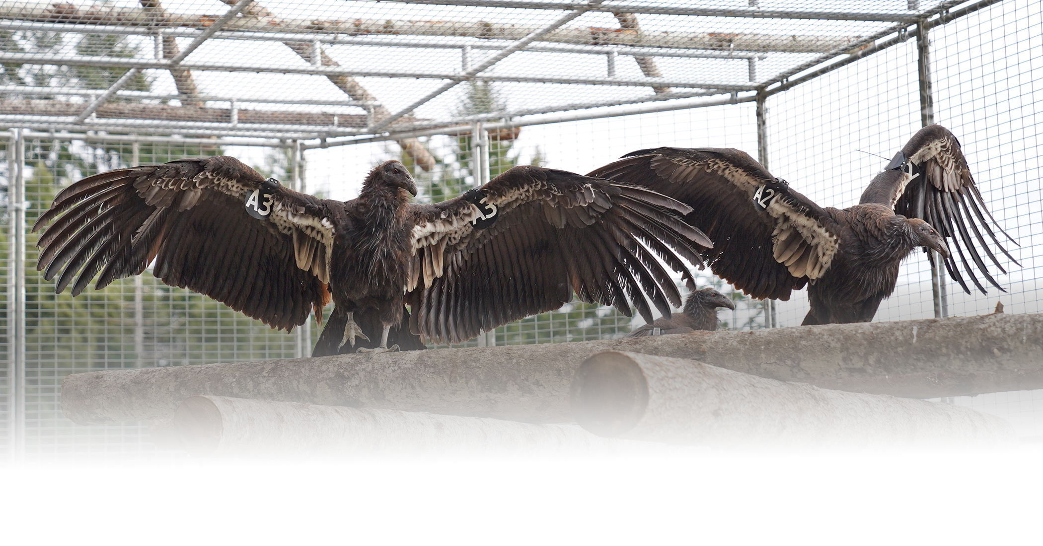 Two California condors perched on wood in a release pen.