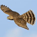 Coopers Hawk flying.