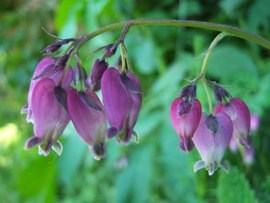 western bleeding heart