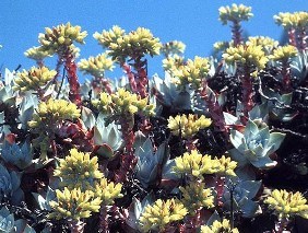 stonecrop