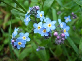 forget-me-not