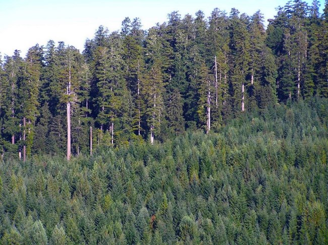 tall trees line a ridge top and shorter trees are on the slope.