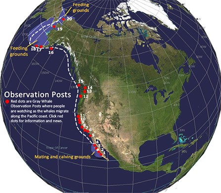 Gray Whale Migration Map