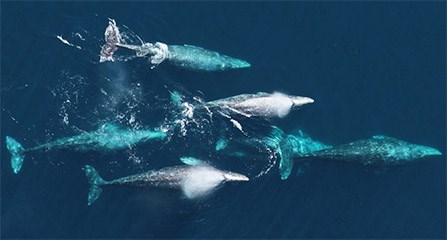 California Gray Whale Migration - Redwood National and State Parks (U.S