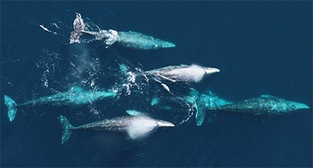 Pod of whales breaching for air.